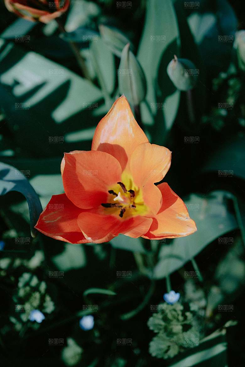 鲜花特写花朵郁金香素材