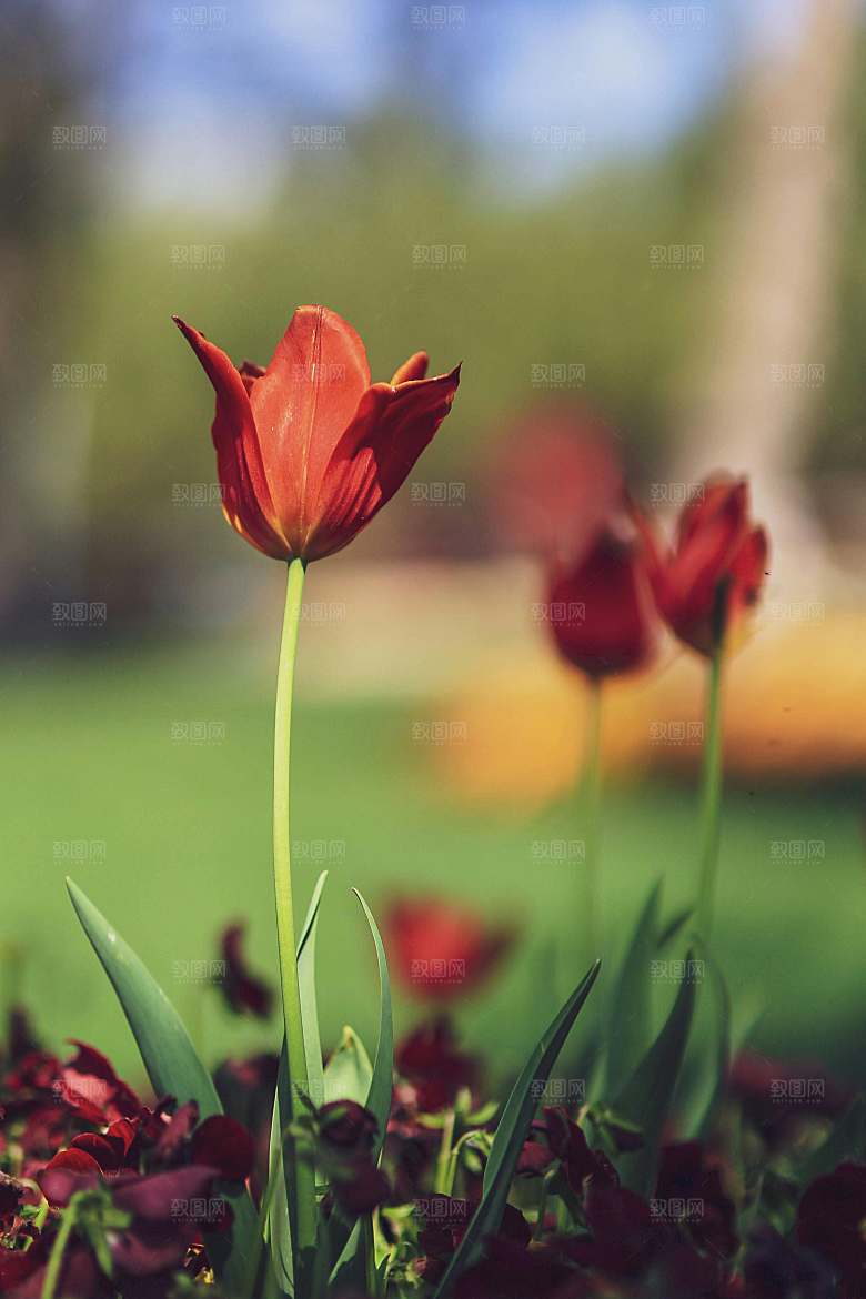 鲜花特写花朵郁金香素材