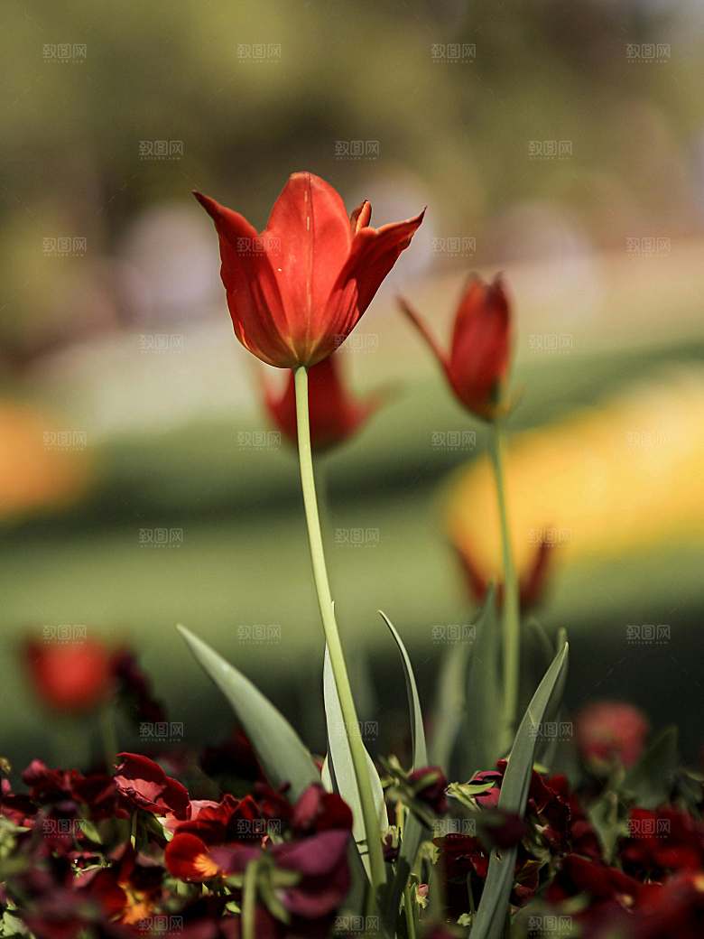 鲜花特写花朵郁金香素材