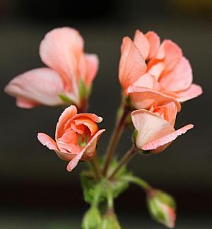 鲜花特写花朵郁金香素材