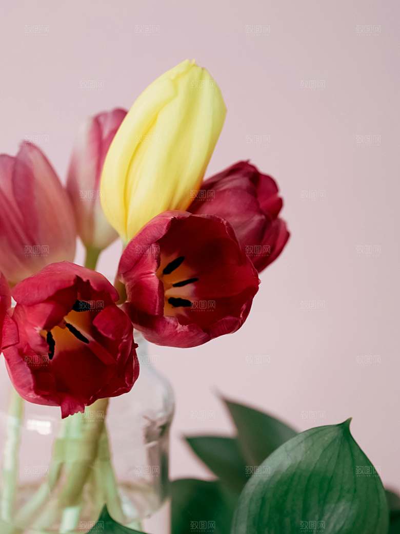 鲜花特写花朵郁金香素材