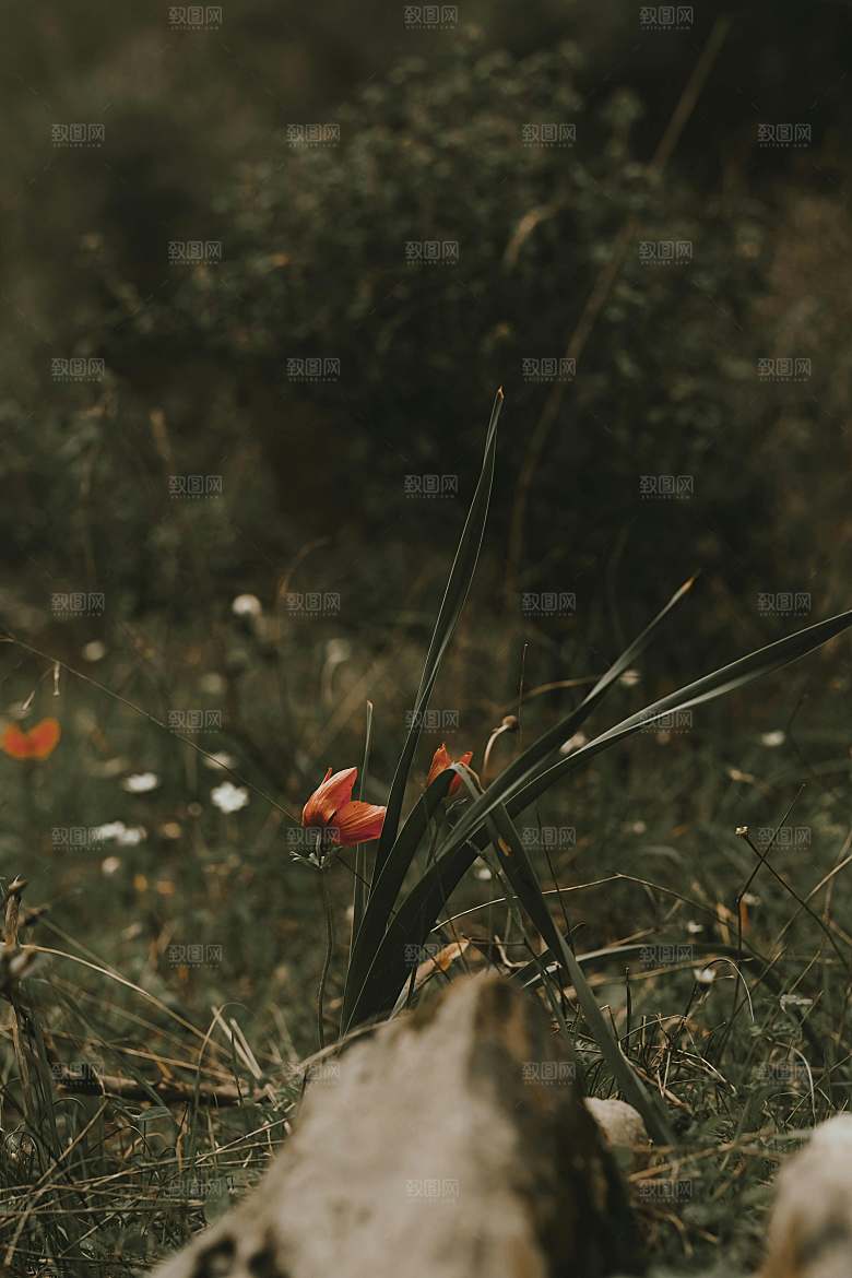 鲜花花朵郁金香摄影素材