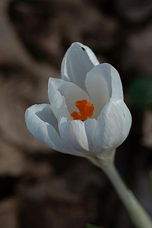 鲜花花朵郁金香摄影素材