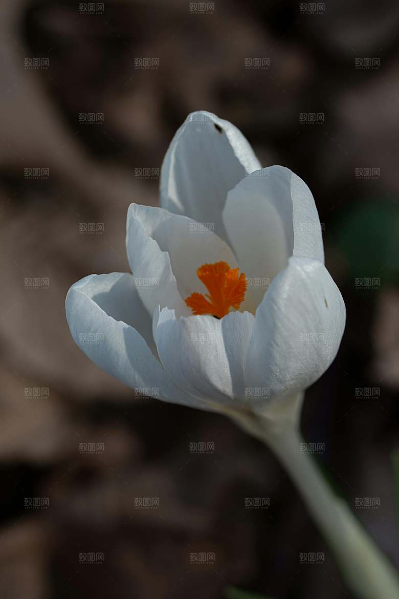 鲜花花朵郁金香摄影素材