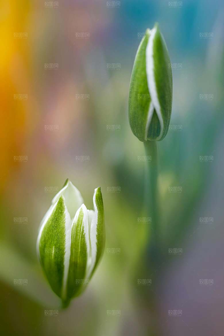 鲜花花朵郁金香摄影素材