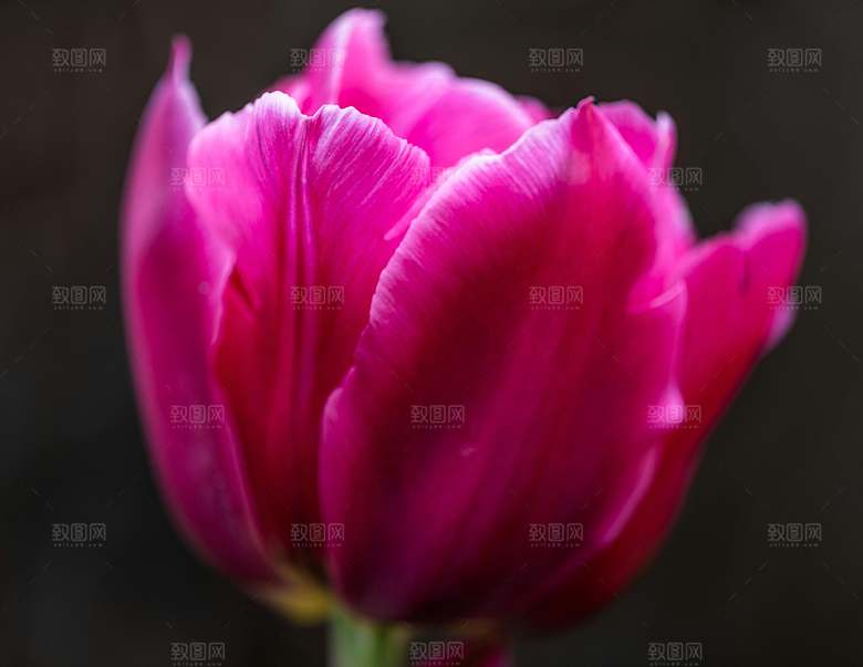 鲜花花朵郁金香摄影素材