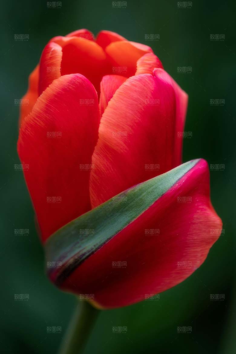鲜花花朵郁金香摄影素材