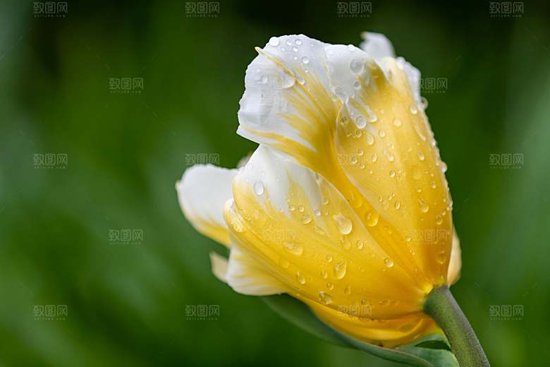 鲜花花朵郁金香摄影素材