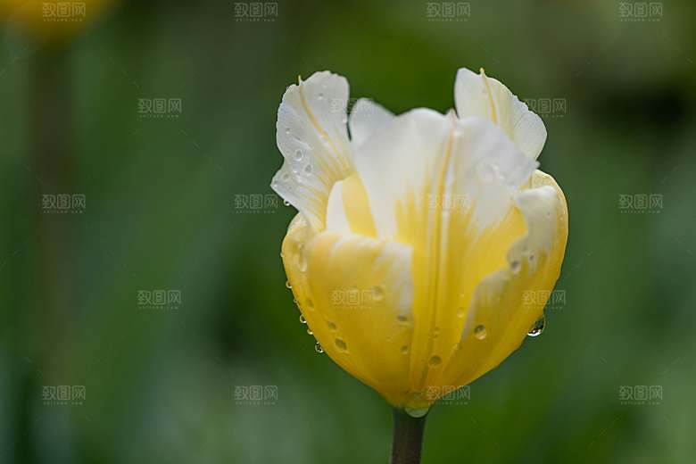鲜花花朵郁金香摄影素材