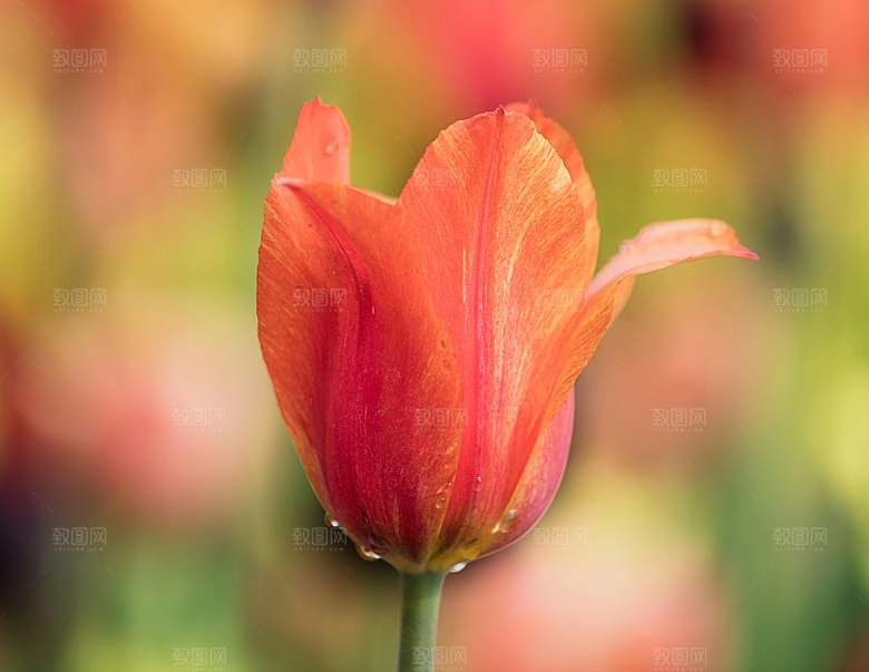 鲜花花朵郁金香摄影素材