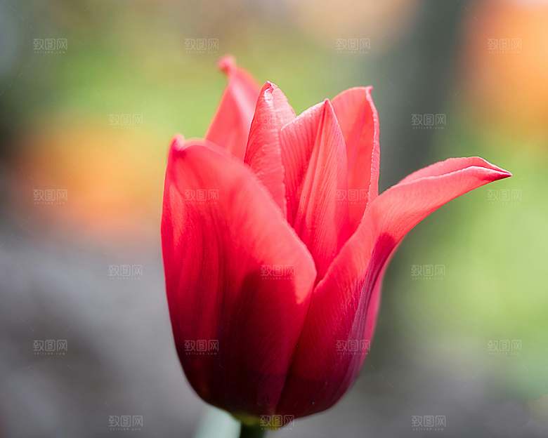 鲜花花朵郁金香摄影素材