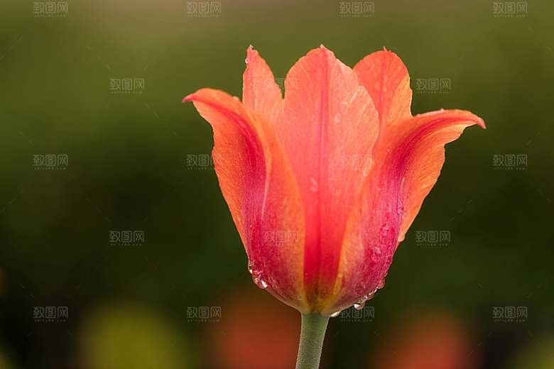 鲜花花朵郁金香摄影素材