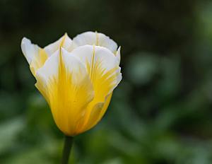 鲜花郁金香花朵摄影