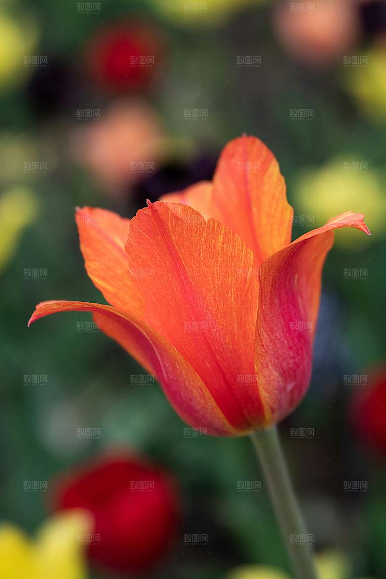 鲜花郁金香花朵摄影