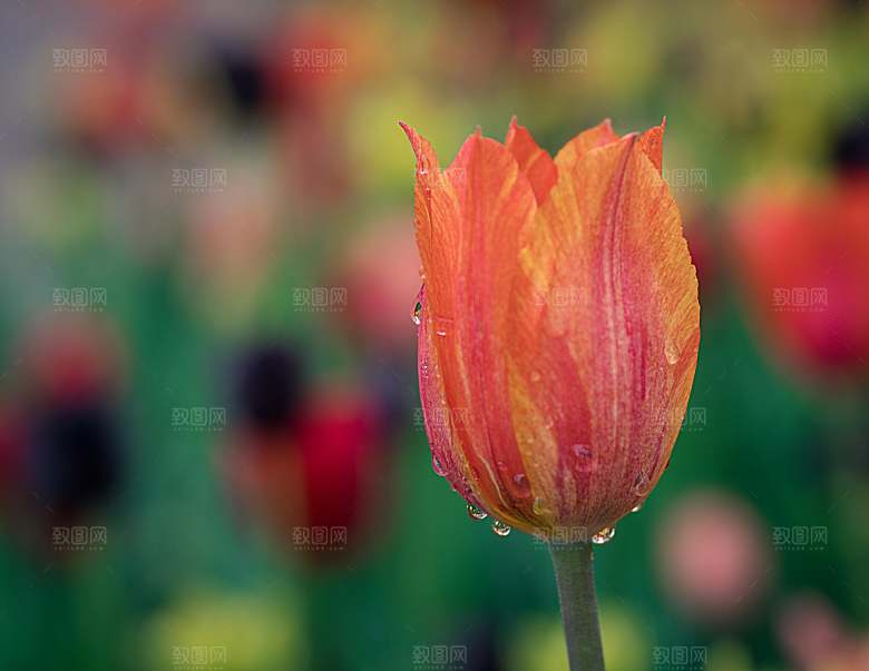 鲜花郁金香花朵摄影