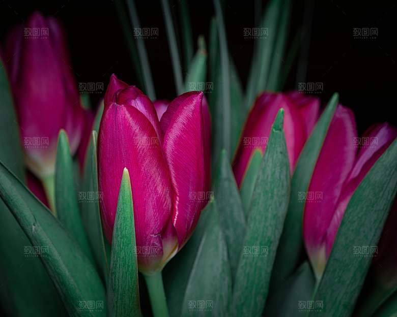 鲜花郁金香花朵摄影