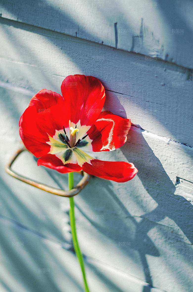 鲜花郁金香花朵摄影