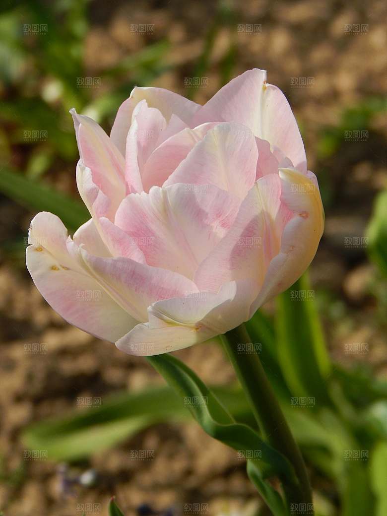 鲜花郁金香花朵摄影