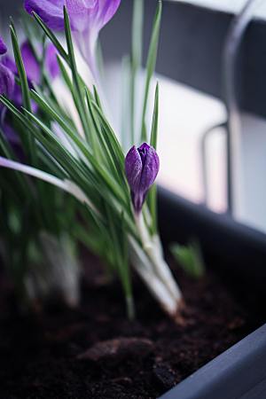 鲜花郁金香花朵摄影