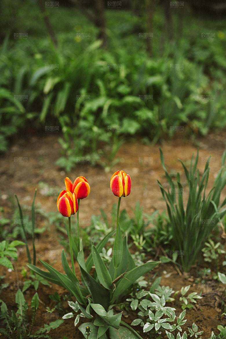 鲜花郁金香花朵摄影