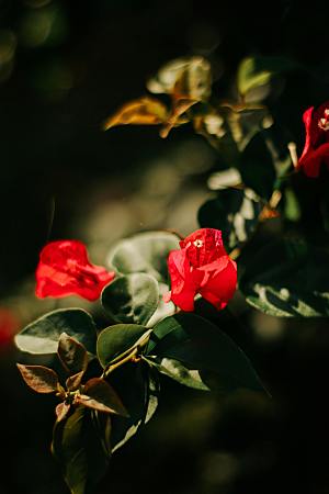 玫瑰花特写鲜花花丛摄影