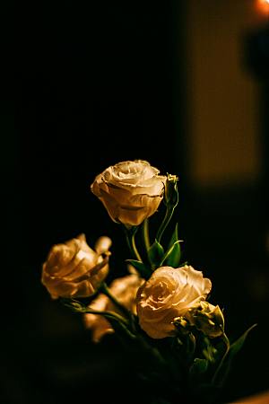 鲜花花朵玫瑰花摄影