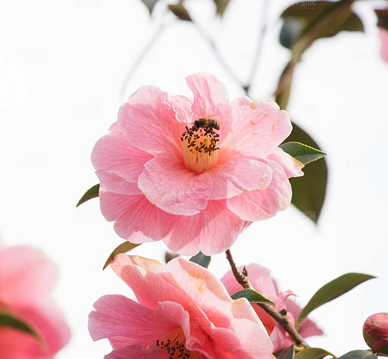 鲜花花朵玫瑰花摄影