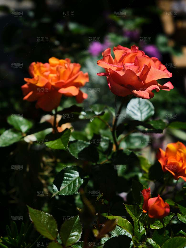 鲜花花朵玫瑰花摄影
