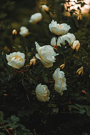 鲜花花朵玫瑰花摄影