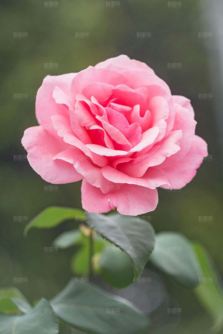 鲜花花朵玫瑰花摄影