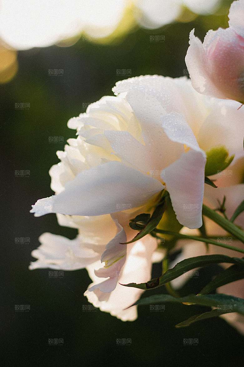 玫瑰花鲜花摄影素材