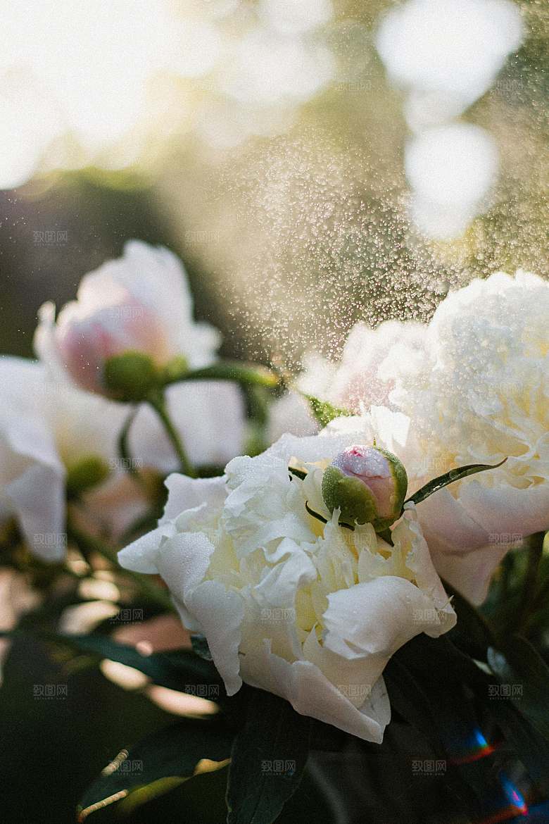 玫瑰花鲜花摄影素材