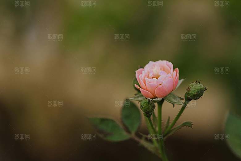 玫瑰花鲜花摄影素材