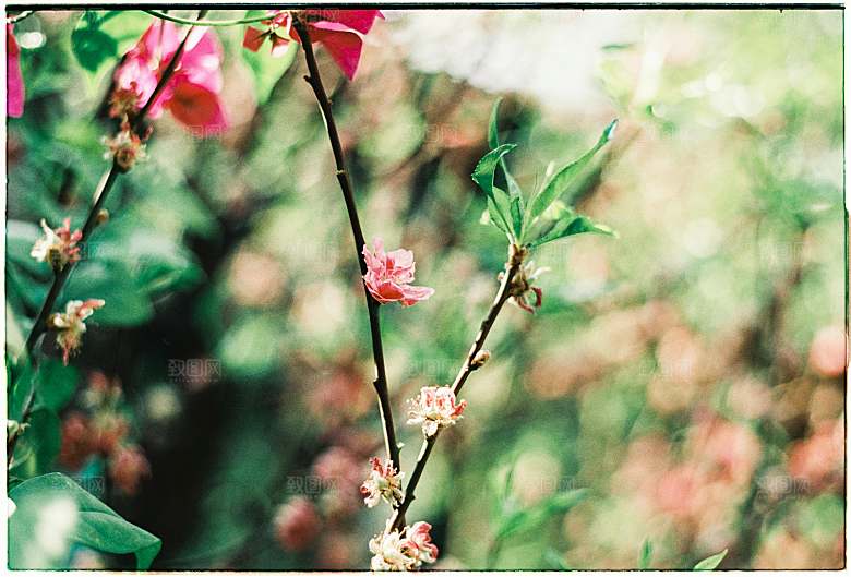 玫瑰花鲜花摄影素材