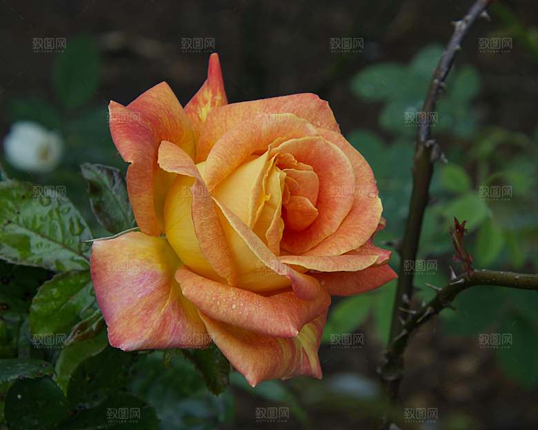 玫瑰花鲜花摄影素材
