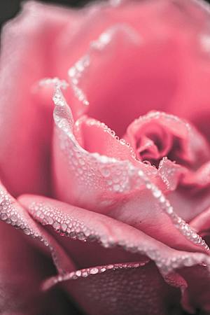 玫瑰花鲜花摄影素材