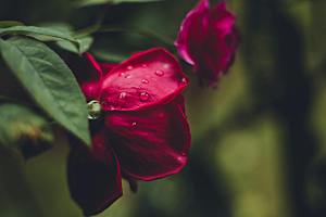 玫瑰花鲜花摄影素材