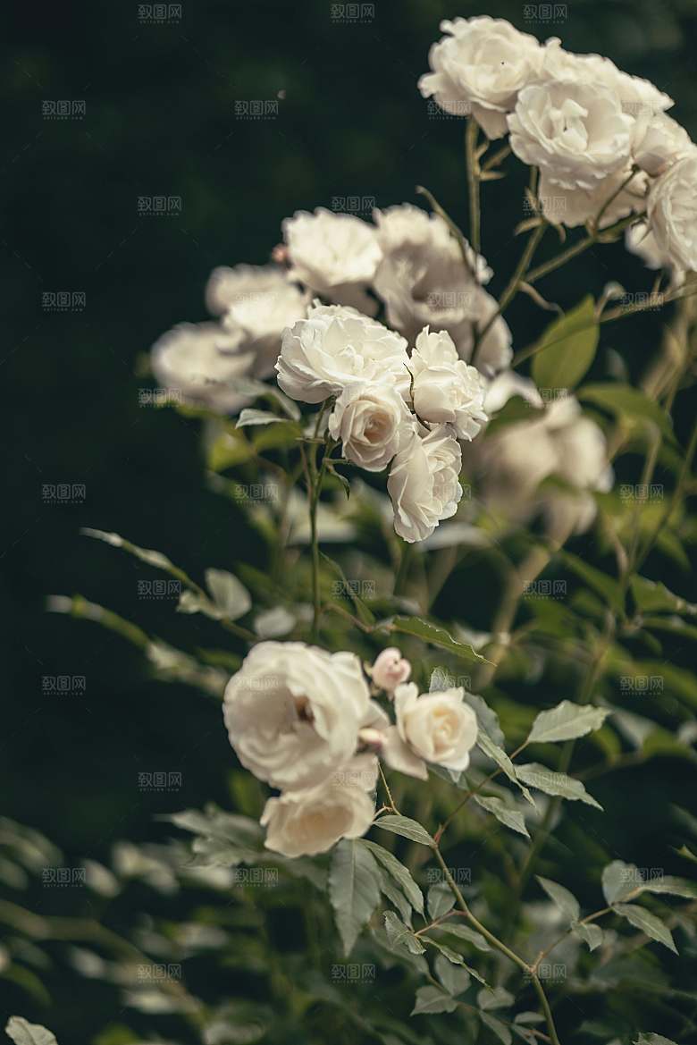 红玫瑰花摄影素材