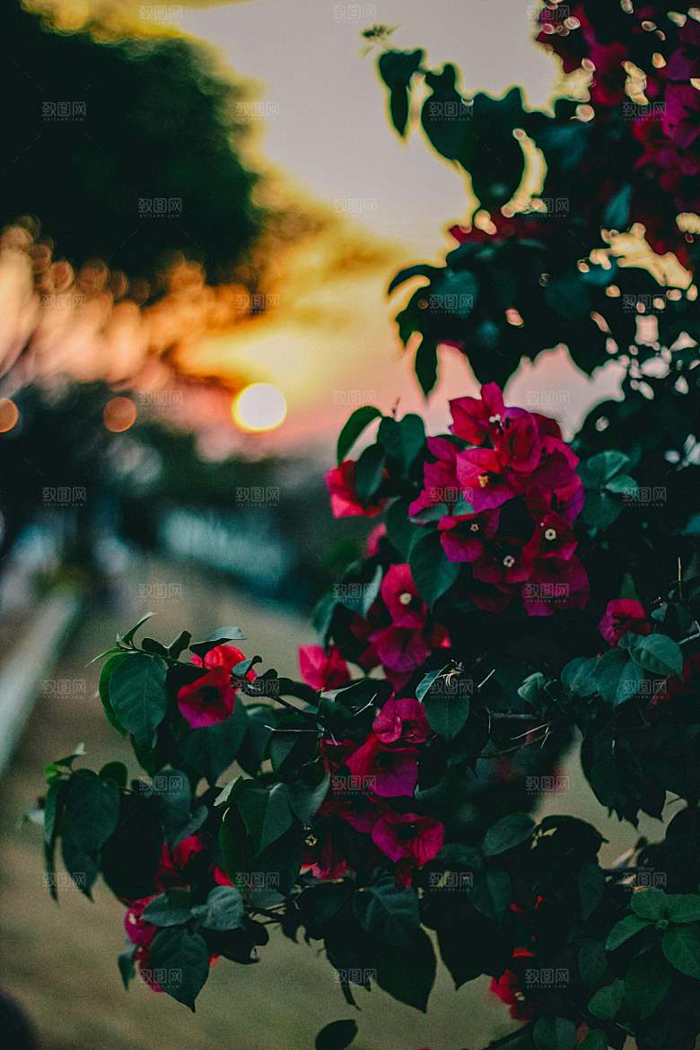 红玫瑰花摄影素材