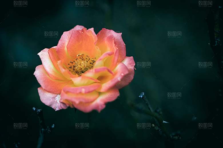 红玫瑰花摄影素材
