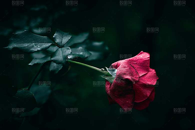 红玫瑰花摄影素材