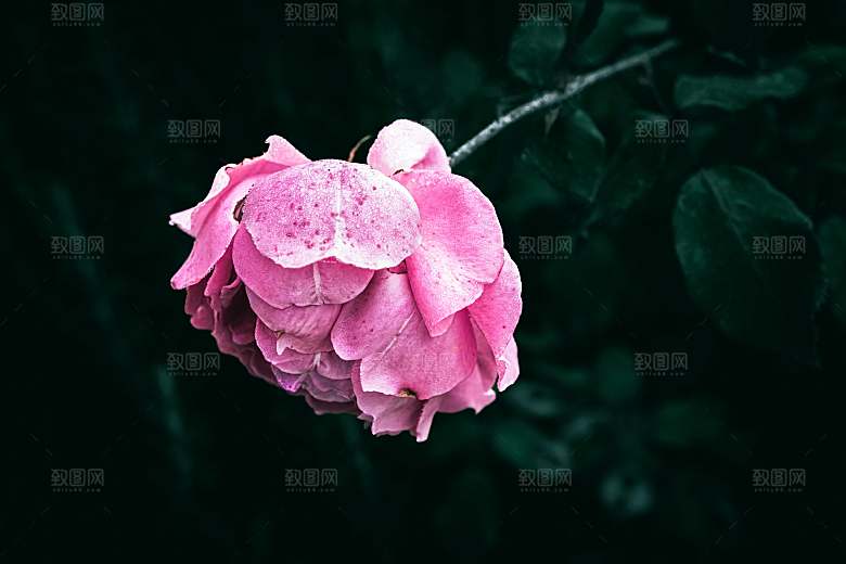 红玫瑰花摄影素材