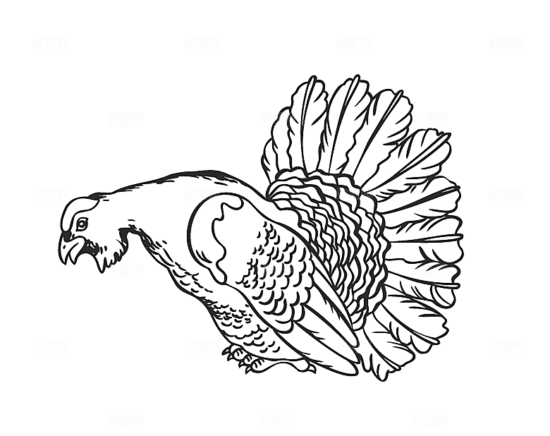 矢量孔雀png素材
