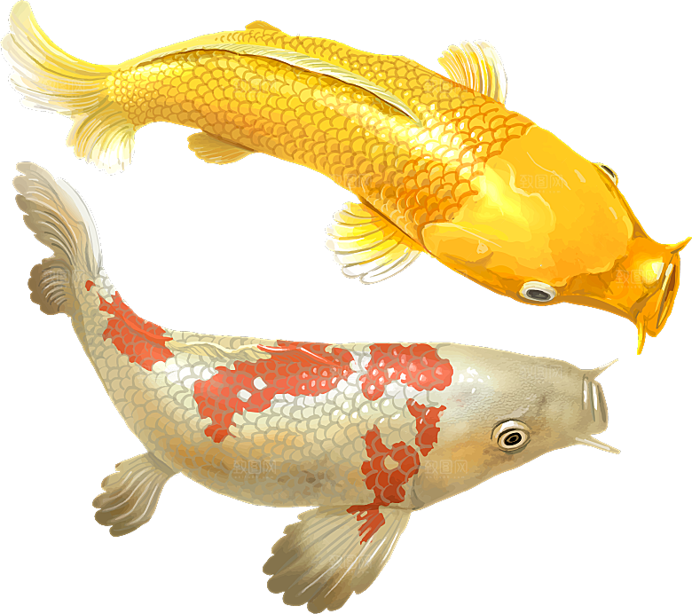中国风手绘锦鲤鱼插画免抠PNG装饰设计