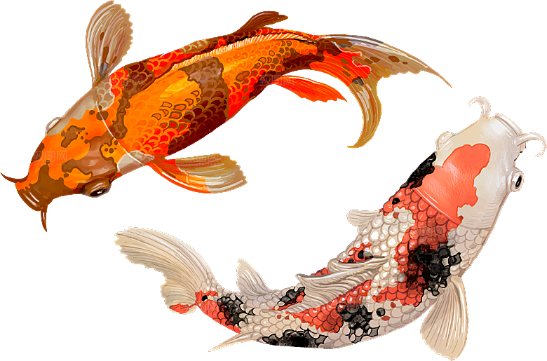 中国风手绘锦鲤鱼插画免抠PNG装饰设计