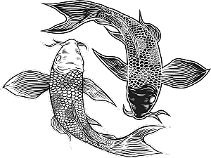 中国风手绘锦鲤鱼插画免抠PNG装饰素材