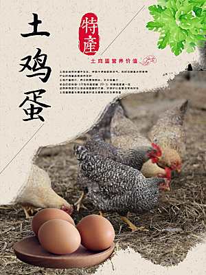 有机土鸡蛋宣传海报
