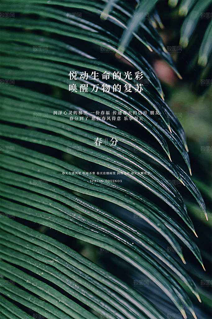 春分节气简约大气海报