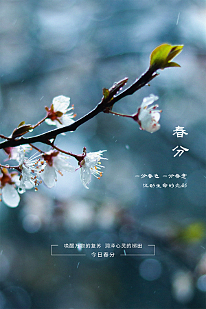 春分节气简约大气海报