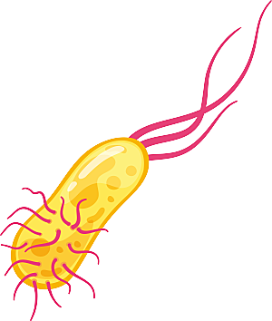 生物病毒微生物细菌病菌流感杆菌细泡组织